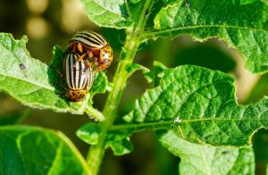 Czym są insektycydy i jak je bezpiecznie stosować? 
